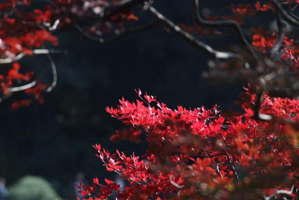 Tora Hotel Tokyo-Rikugienn 寅ホテル 六義園 A ภายนอก รูปภาพ